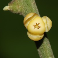 Aphanamixis polystachya (Wall.) R.Parker